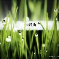 雨的印记散文随想