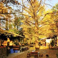 不要因为孤独而选择爱情,其实你一个人也能拥有很多美好。