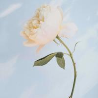 (校园爱情文章)美术生走在淡淡金色的黄昏