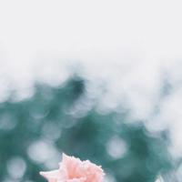 永远也不要爱上有家的好男人