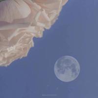 淡淡的心灵是生活的一杯茶