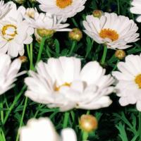 麻磡社区开展爸爸书房之“绘声绘色”亲子故事