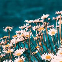 骆驼祥子美文摘抄加赏析