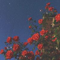 粽叶千里来飘香