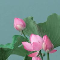 描写风筝的好句好段摘抄