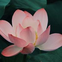 房间里面不要挂人物画