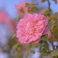 山村怪谈之厕所里的人头