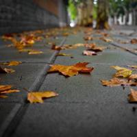 2011郭敬明爱情语录 我生命里的温暖就那么多，我全部给了你