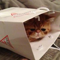 不会衰老的只有智慧