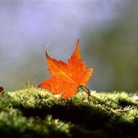 含苞待宠 乱系列全文阅读全文目录