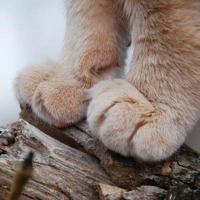 有关饶雪漫的语录供大家观看