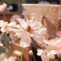 我曾以为,我永远不会像她