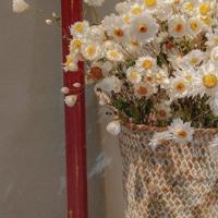 吞噬灵魂的美瞳