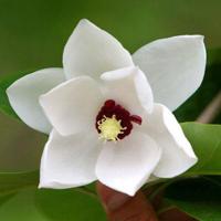 描写下雪的美文摘抄