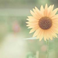 有关目光的美文摘抄