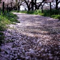 伤感说说带图片文字控