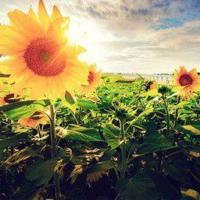 爱情四叶草唯美图片_寻找幸福的爱情