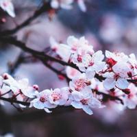 朋友就像一杯茶，品茶品道品人生