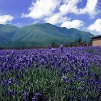 爱人，让我们写下爱情的神话