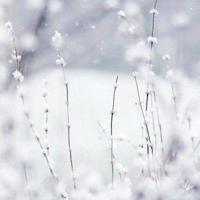 恐怖的鬼魂:水草