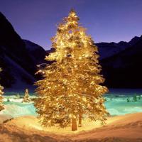 凤凰花开的路口