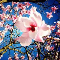 轻醉红桃溪静娴玉散文