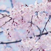 妈妈,您永远都是我的最爱