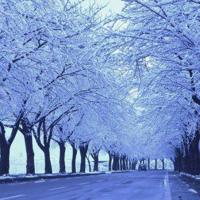 狐狸狐狸，我爱你