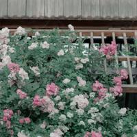 失眠不是熬夜的借口,却是难眠的理由