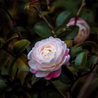 失恋名言,失恋的句子,失恋个性签名