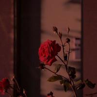 安东尼经典语录、兔子安东尼经典语录语句