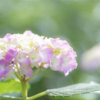 厕所里的绿色人头