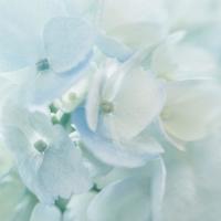 红玫瑰唯美图集_热情四射的红玫瑰