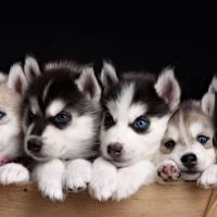 关于安妮宝贝的经典语录 我的快乐都是微小的事情