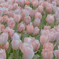 当你真正爱一样东西的时候你就会发现语言多么的脆弱和无力