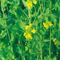 一艘破烂的小船