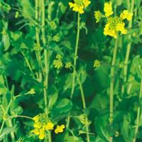 明年又有花开放在我的视野是否会想念