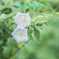 最浪漫的爱情句子