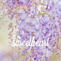 依依落雪，幽幽岁月