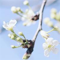 1000字美文摘抄加赏析