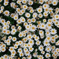 用你一次真心，换你一生幸福