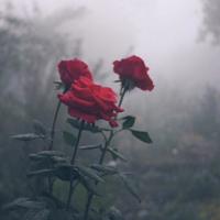 真可惜,明明没人疼,还一副长不大的样子。