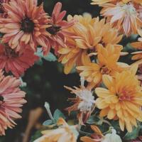 百味阿三之藏露之道