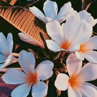 取笑,讽刺的妙！