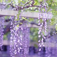 “不放心太太”和“不靠谱先生”