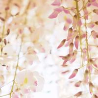 我爱你，美丽的呼伦贝尔大草原