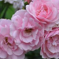 没人坐的旋转木马