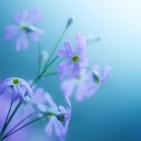 祭母系列21借一步说话