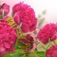 旖旎岁月,缤纷流年