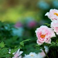 成佛成魔只在一念之间